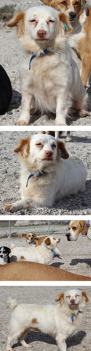 Skære af biord bombe Skæbner - Græske Hunde